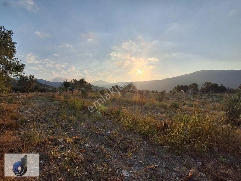 Evciler Mahallesinde Satılık Zeytinlik — fotoğraf 3
