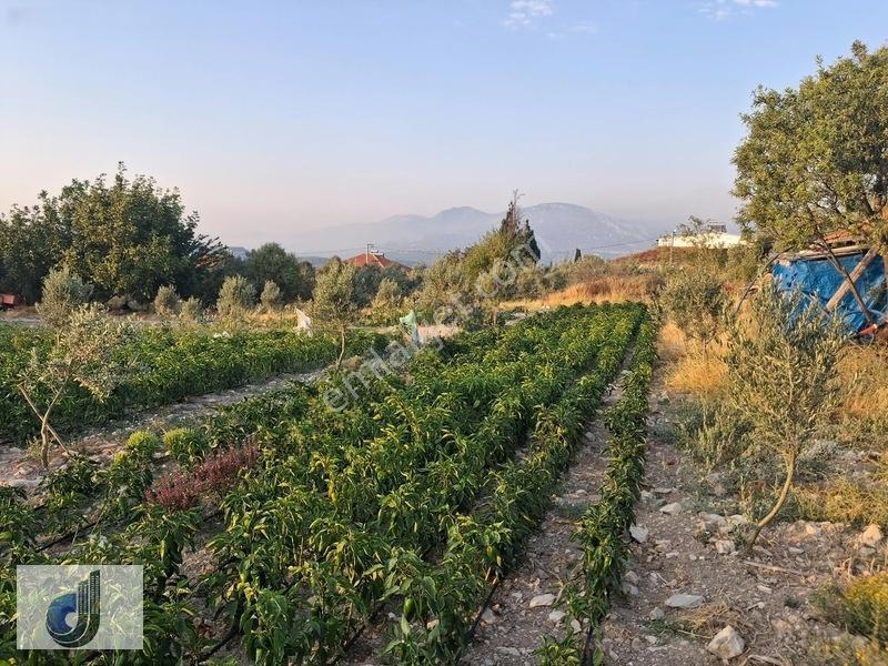 Evciler Mahallesinde Satılık Zeytinlik — fotoğraf 4