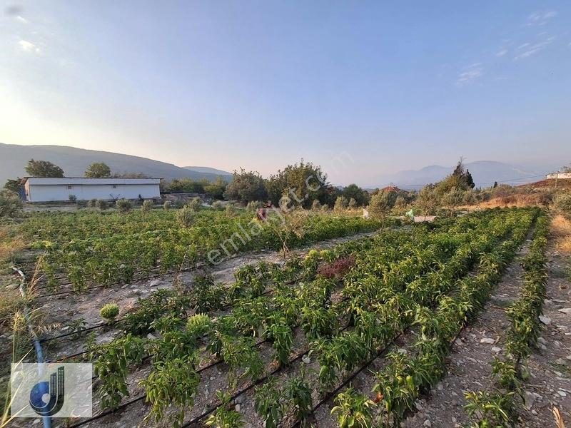 Evciler Mahallesinde Satılık Zeytinlik — fotoğraf 6