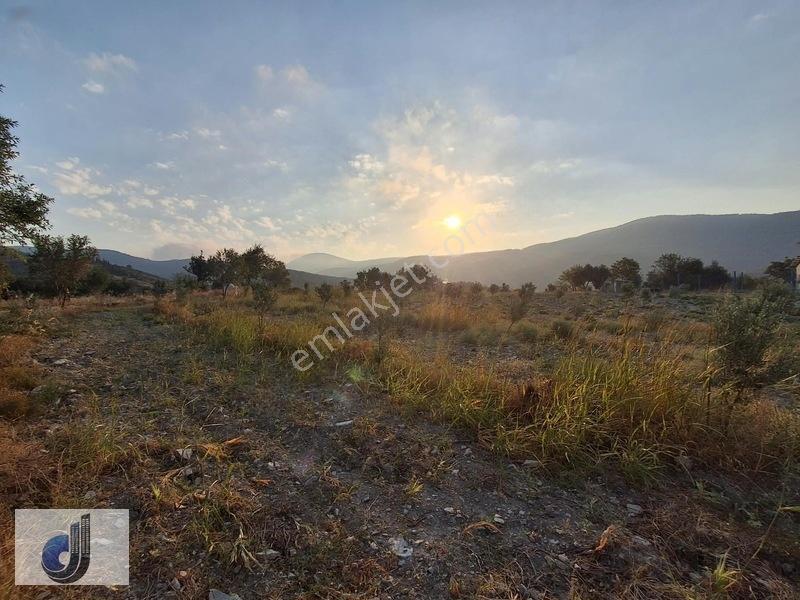 Evciler Mahallesinde Satılık Zeytinlik — fotoğraf 7