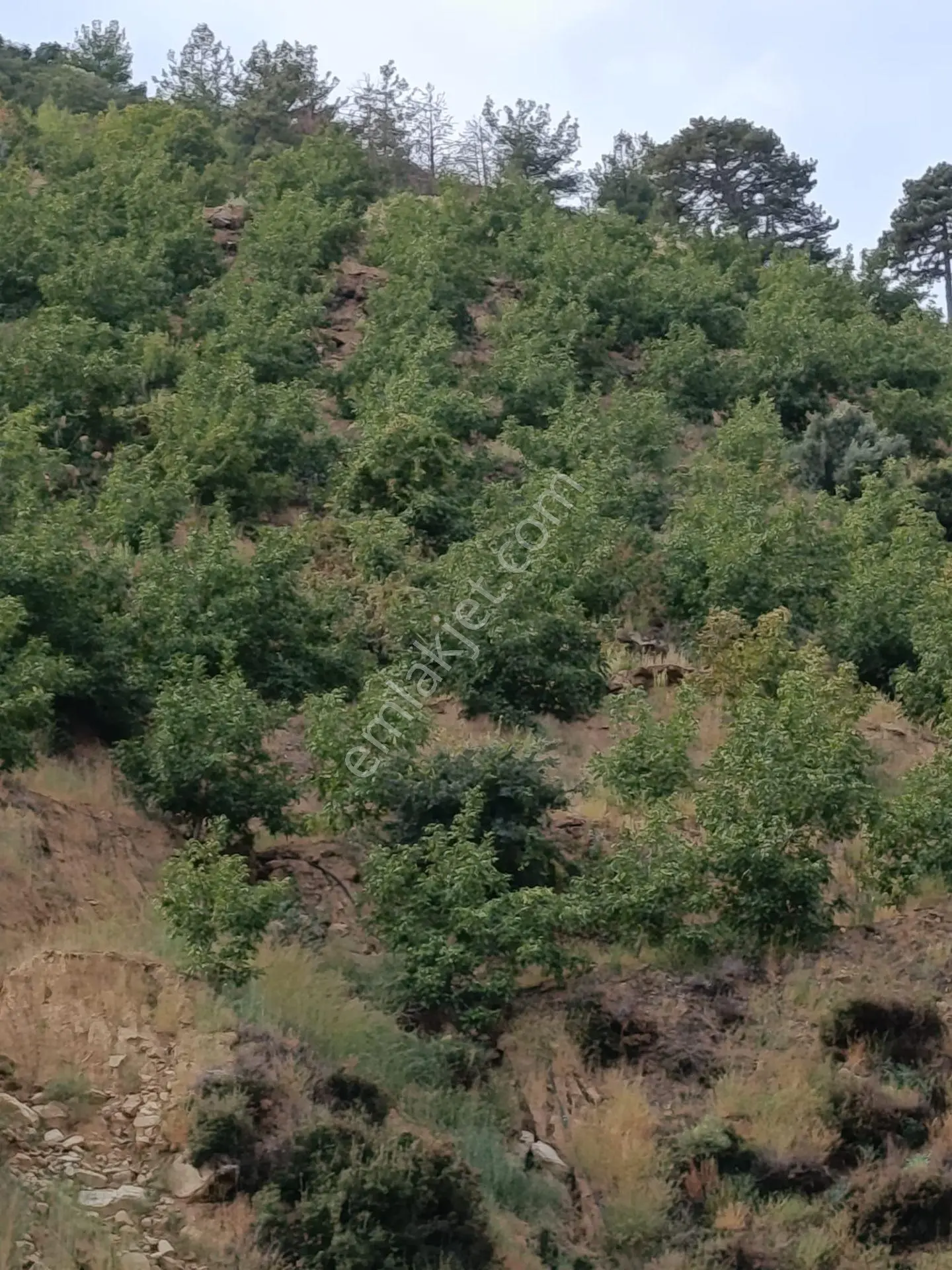 Acarlar Emlaktan Bozdoğan Hıdırbaba Mah. 2652 M2satılık Bahçe — fotoğraf 2