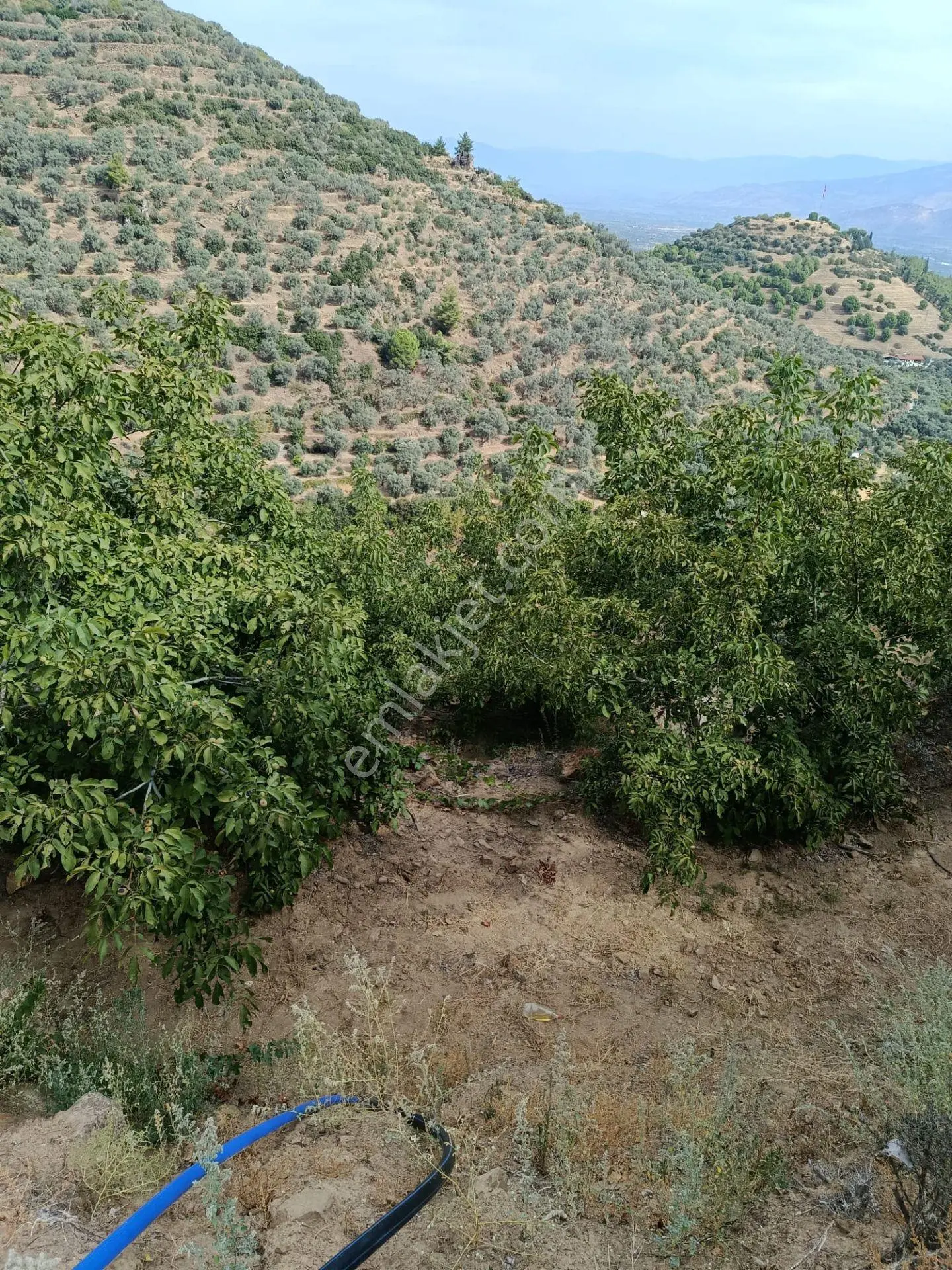 Acarlar Emlaktan Bozdoğan Hıdırbaba Mah. 2652 M2satılık Bahçe — fotoğraf 4