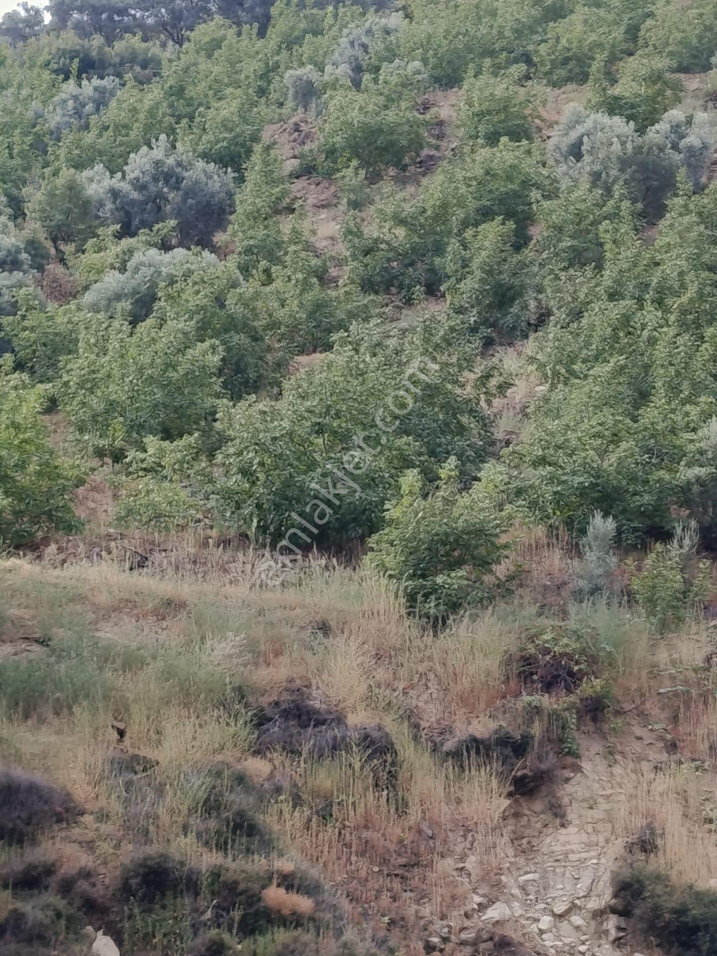 Acarlar Emlaktan Bozdoğan Hıdırbaba Mah. 2652 M2satılık Bahçe — fotoğraf 7