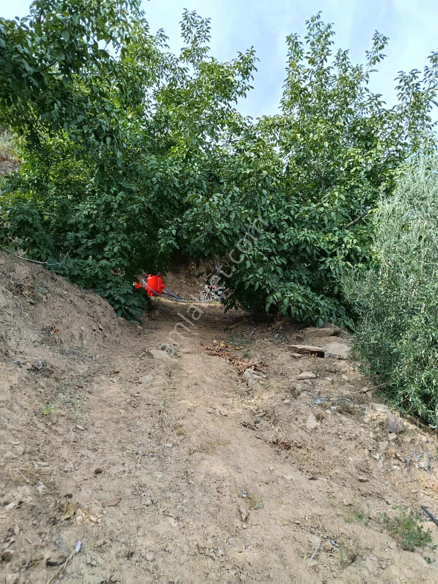 Acarlar Emlaktan Bozdoğan Hıdırbaba Mah. 2652 M2satılık Bahçe — fotoğraf 11
