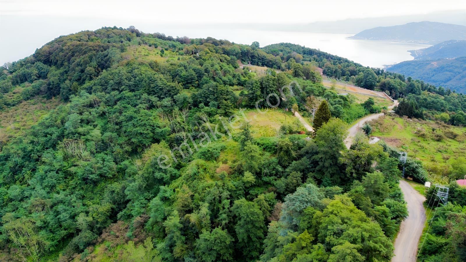 Ordu Perşembe Tarlacıkta 1.538 M² Satılık Bahçe.