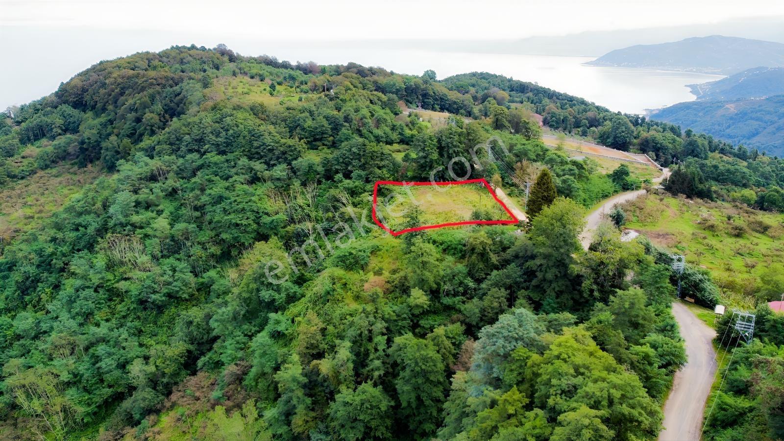 Ordu Perşembe Tarlacıkta 1.538 M² Satılık Bahçe. — fotoğraf 2