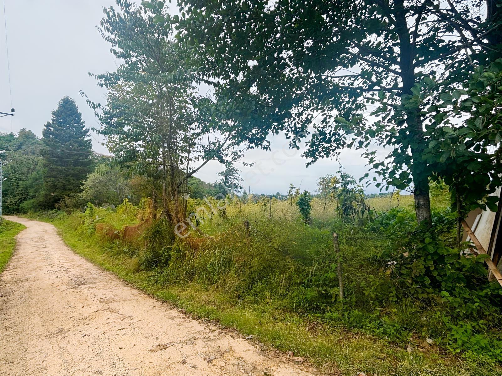 Ordu Perşembe Tarlacıkta 1.538 M² Satılık Bahçe. — fotoğraf 3