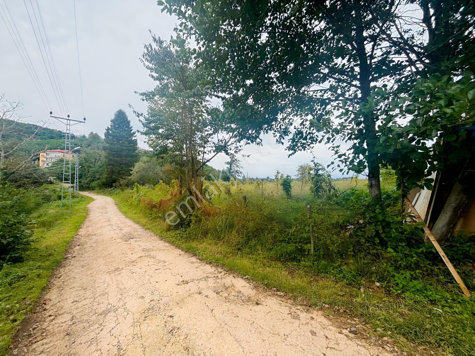 Ordu Perşembe Tarlacıkta 1.538 M² Satılık Bahçe. — fotoğraf 4