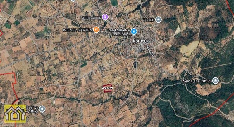 Torbalı Dirmil'de 9.830 M² 170 Zeytin Ağaçlı Zeytinlik — fotoğraf 2