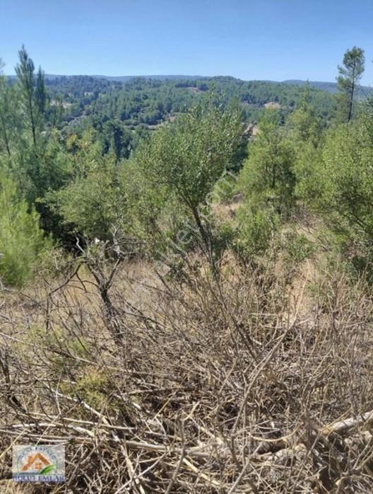 Bulut Emlak Muğla Menteşede 5.200 M2 Satılık Tarla