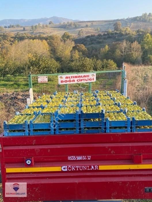 Kızderbent'te 320 Hurma Ağaçlı 7.400 M² %5 İmarlı 3 Tarafı Yol — fotoğraf 5