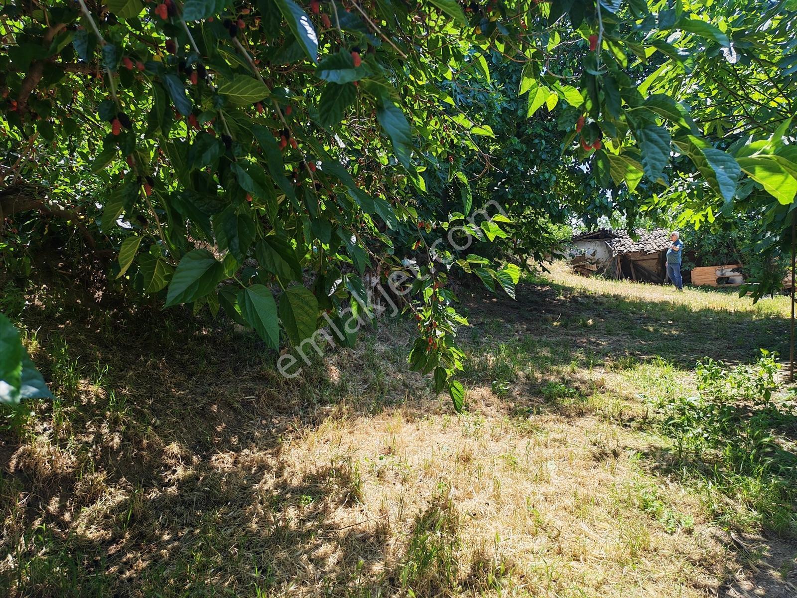 2.500 M² Dereköy'de Zeytinlikle Müstakil Köy Evi Doğa Ve Huzur — fotoğraf 7