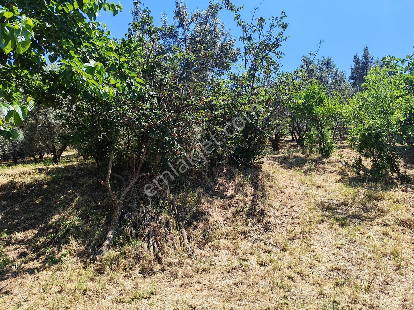 2.500 M² Dereköy'de Zeytinlikle Müstakil Köy Evi Doğa Ve Huzur — fotoğraf 19