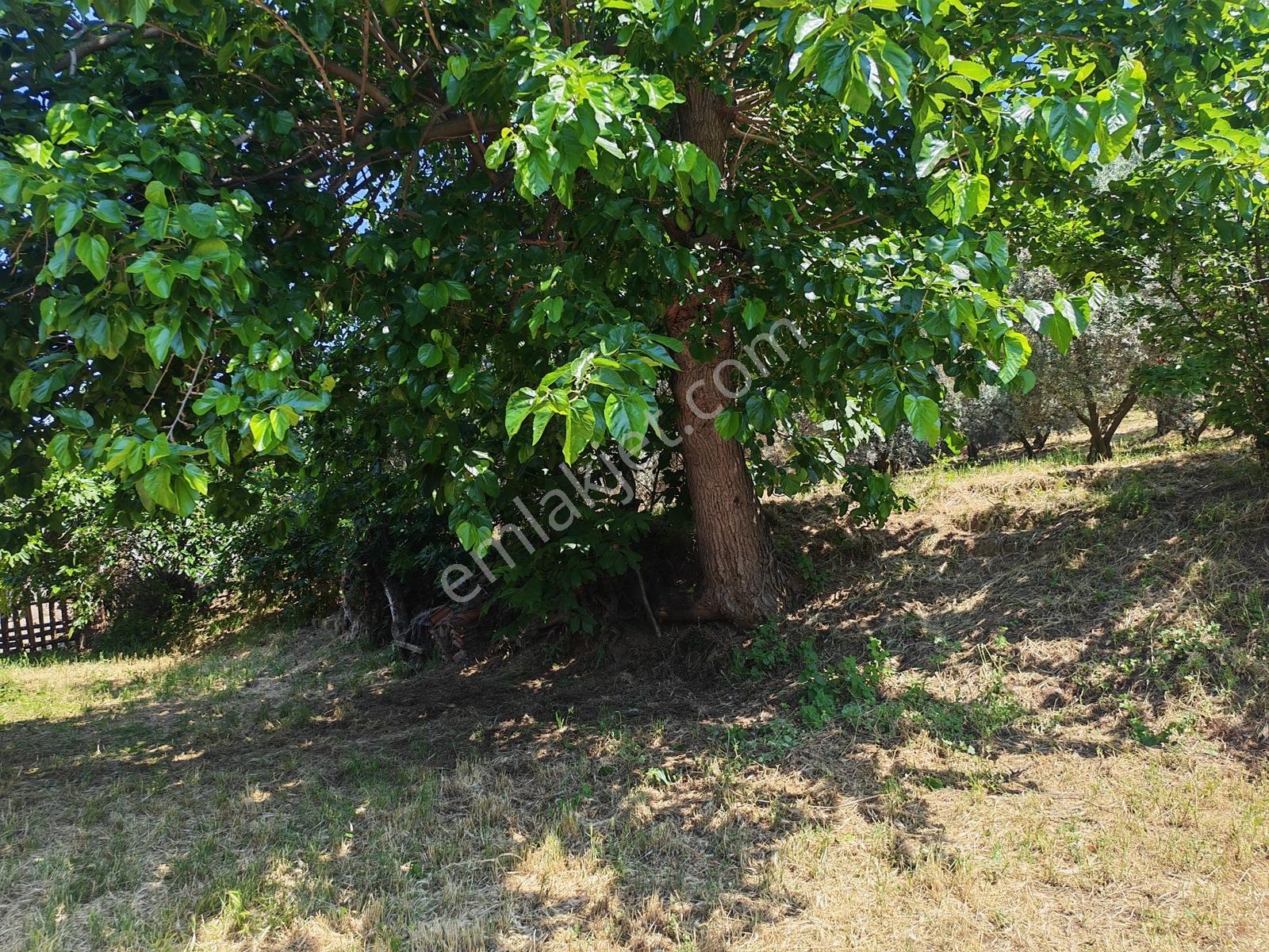 2.500 M² Dereköy'de Zeytinlikle Müstakil Köy Evi Doğa Ve Huzur — fotoğraf 21