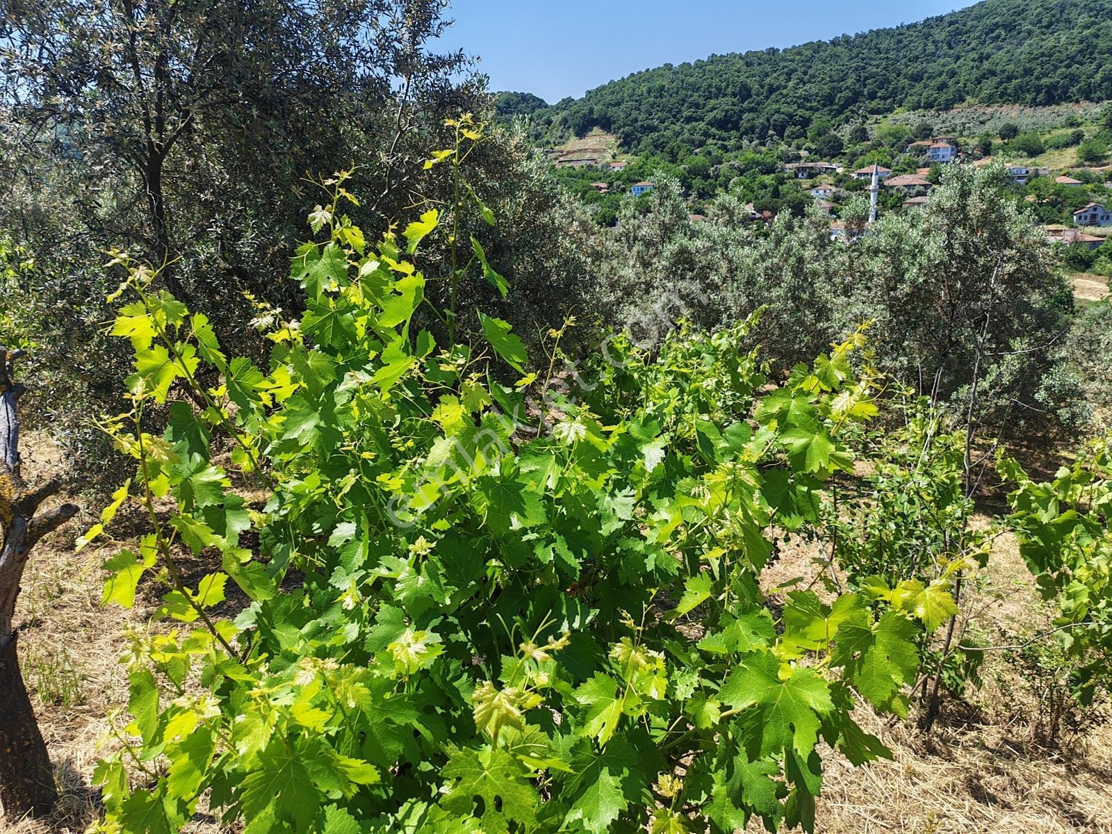 2.500 M² Dereköy'de Zeytinlikle Müstakil Köy Evi Doğa Ve Huzur — fotoğraf 27