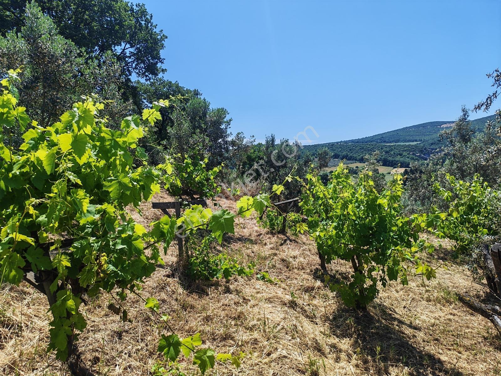 2.500 M² Dereköy'de Zeytinlikle Müstakil Köy Evi Doğa Ve Huzur — fotoğraf 29