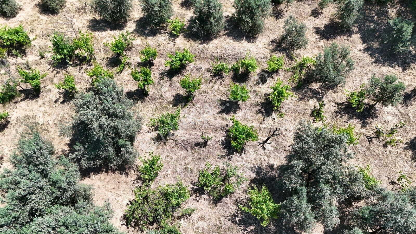 2.500 M² Dereköy'de Zeytinlikle Müstakil Köy Evi Doğa Ve Huzur — fotoğraf 30