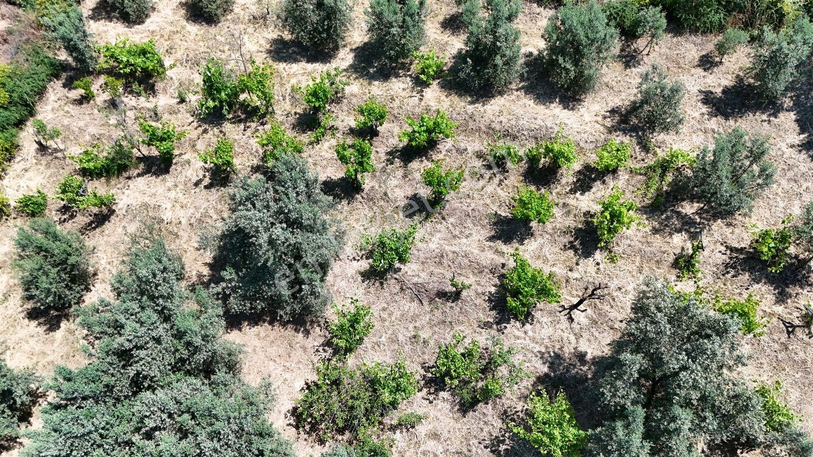 2.500 M² Dereköy'de Zeytinlikle Müstakil Köy Evi Doğa Ve Huzur — fotoğraf 32