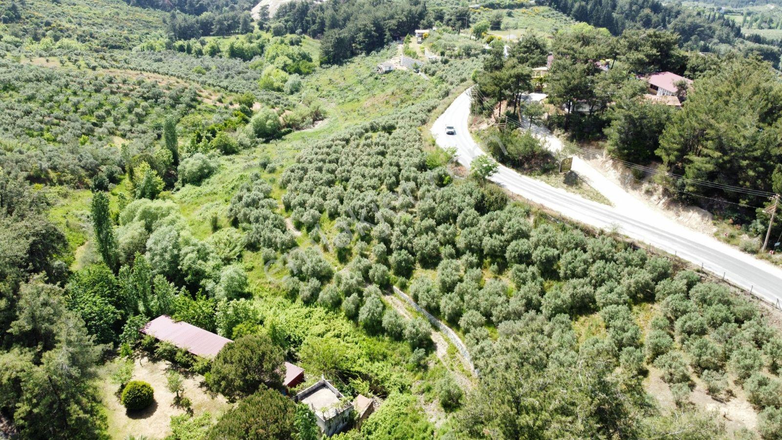 Ana Yola Cepheli 9.772 M² Satılık Zeytinlik Arazi