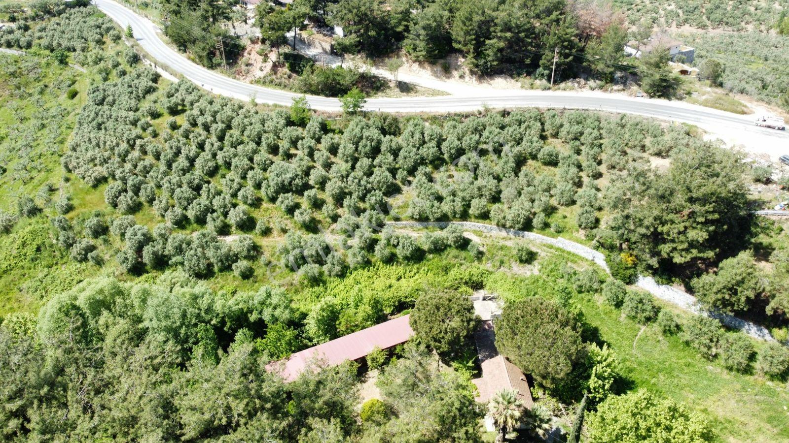 Ana Yola Cepheli 9.772 M² Satılık Zeytinlik Arazi — fotoğraf 2