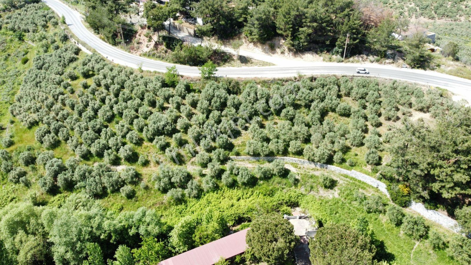 Ana Yola Cepheli 9.772 M² Satılık Zeytinlik Arazi — fotoğraf 3