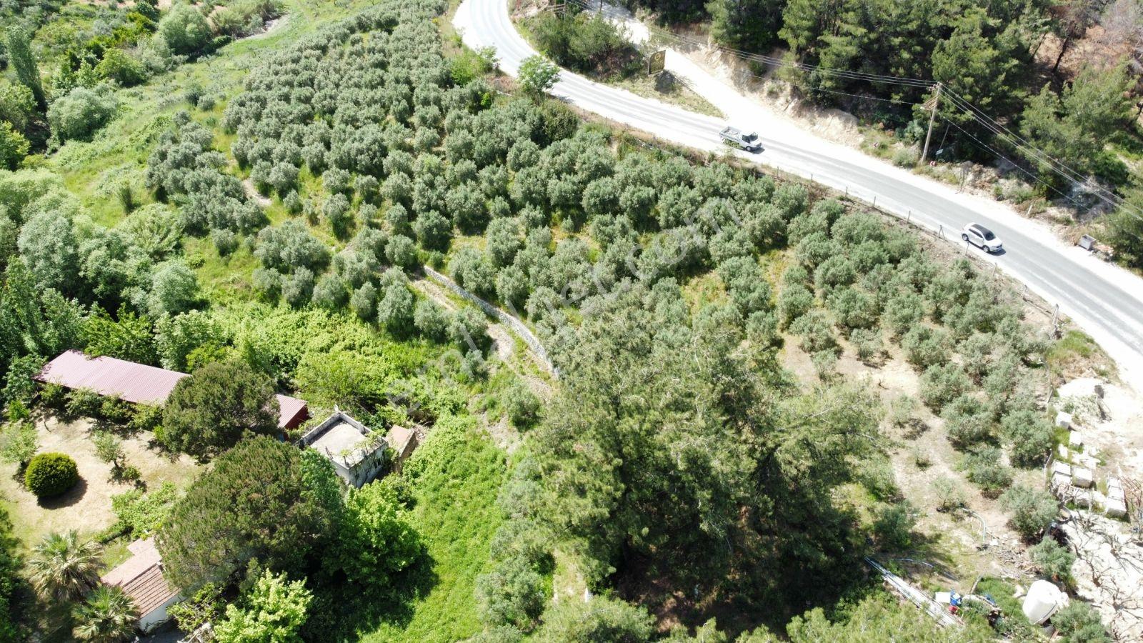 Ana Yola Cepheli 9.772 M² Satılık Zeytinlik Arazi — fotoğraf 4