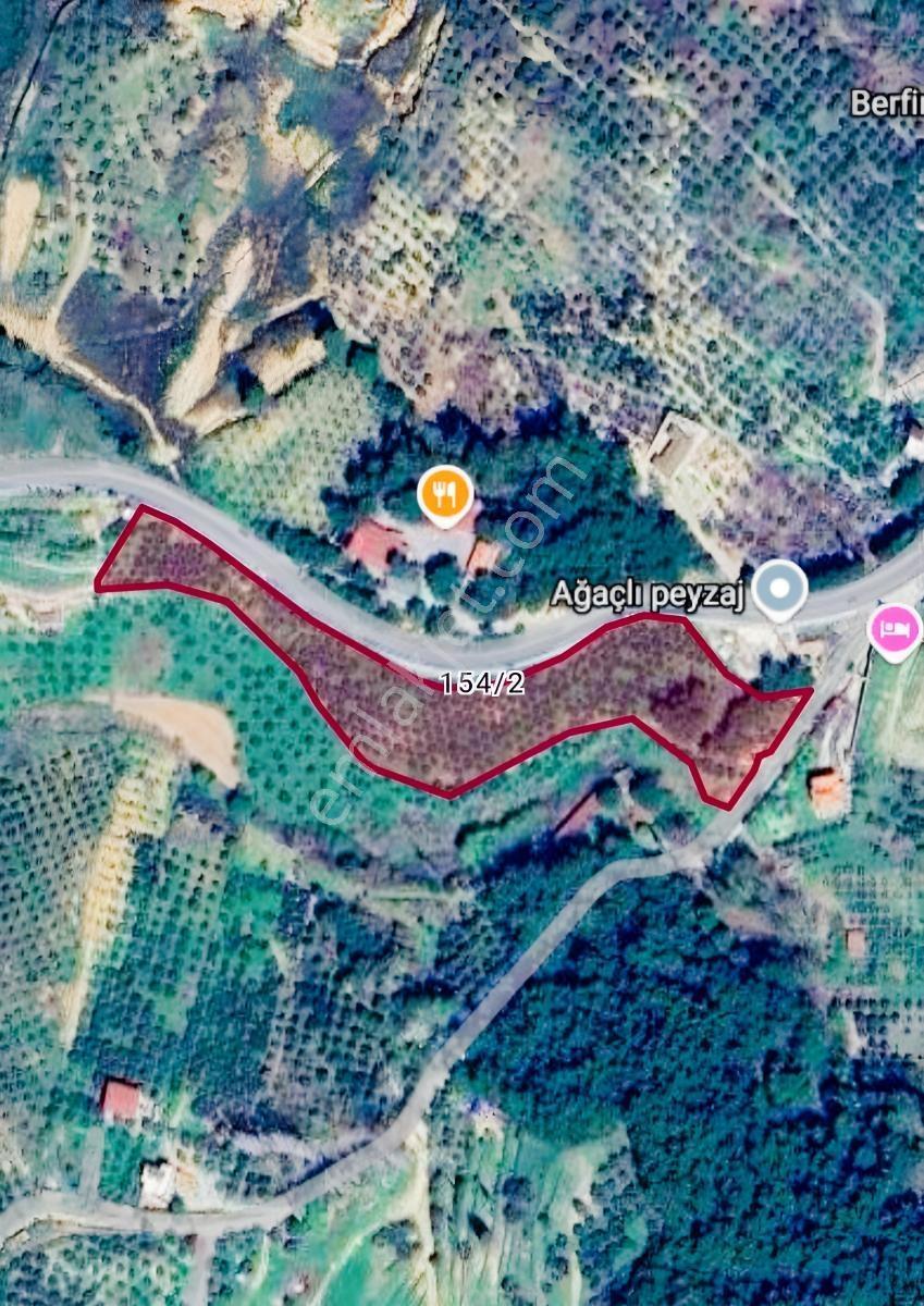 Ana Yola Cepheli 9.772 M² Satılık Zeytinlik Arazi — fotoğraf 6