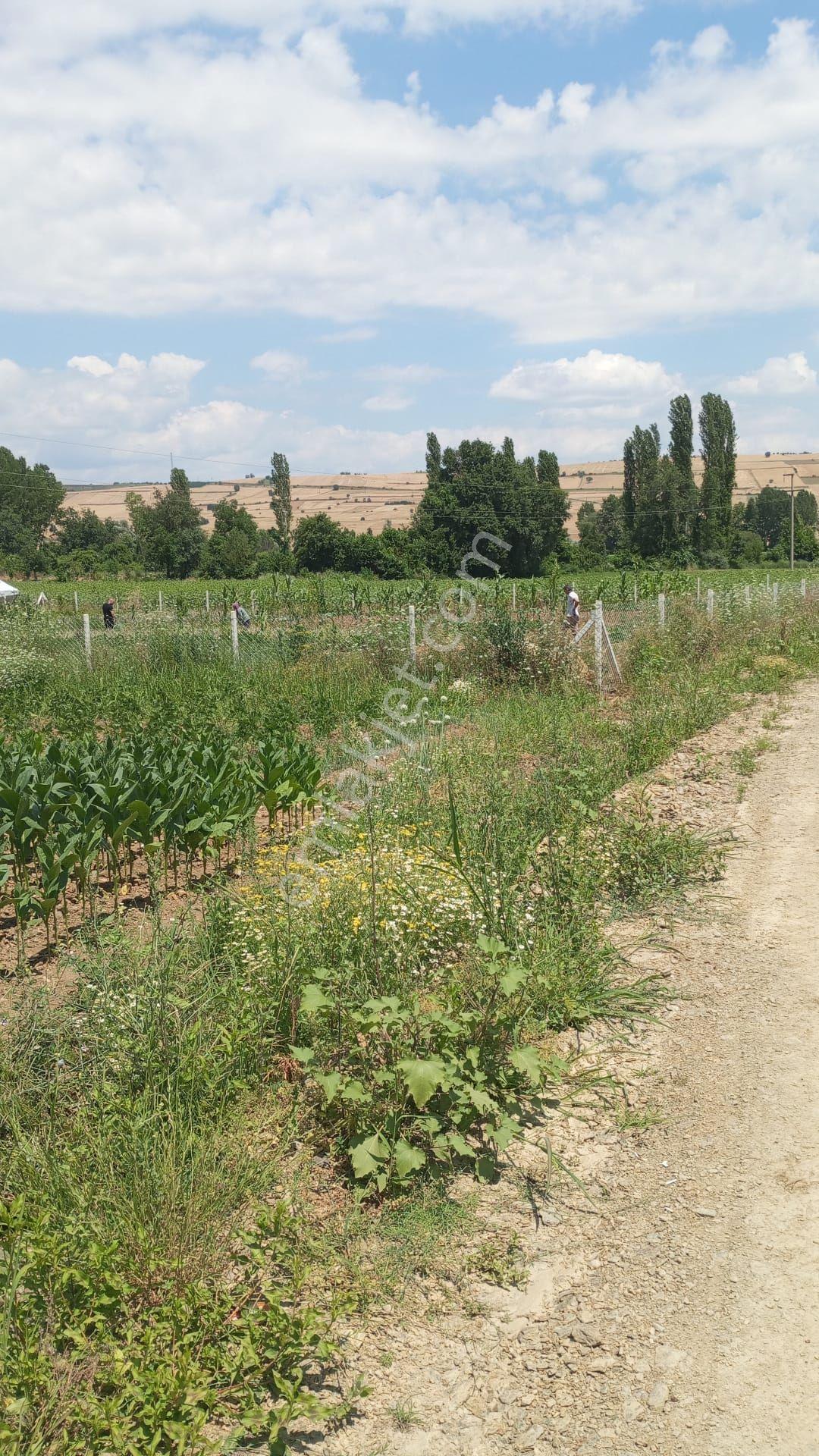 Tokat Erbaa Tanoba Da Satılık 1.925 M2 Tek Tapu Tel Örgü Çevrili Arazi — fotoğraf 2