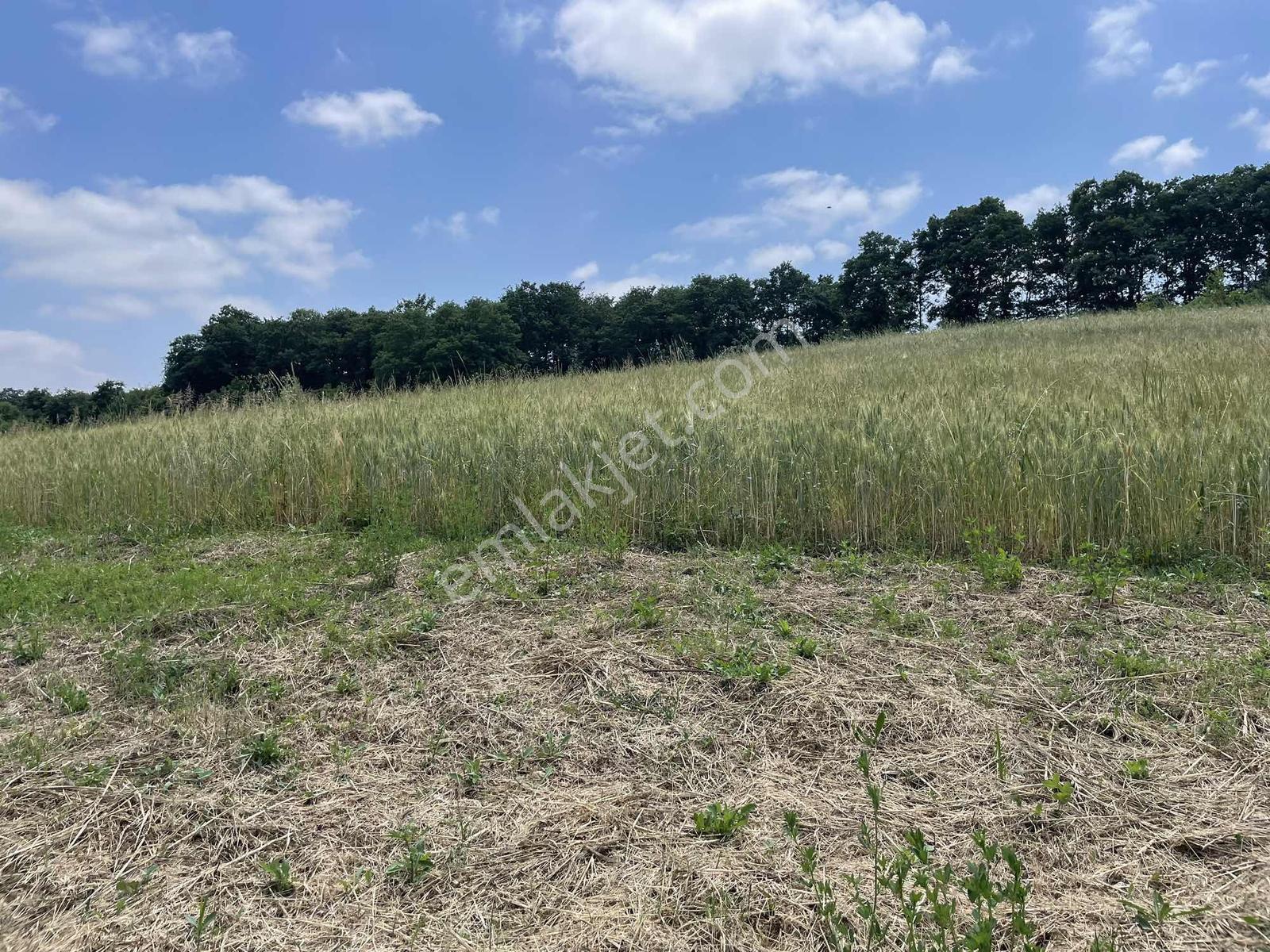 Adapazarı Salmanlıda 608m2 Resmi Yollu Doğa Harikası — fotoğraf 28