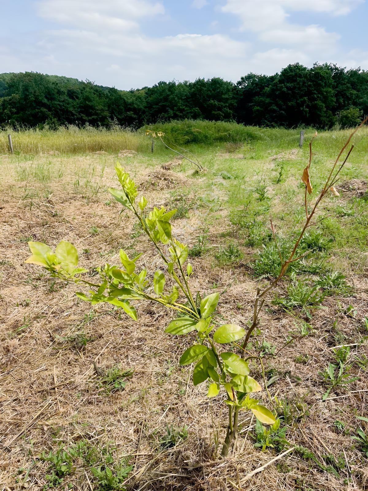 Adapazarı Salmanlıda 608m2 Resmi Yollu Doğa Harikası — fotoğraf 34