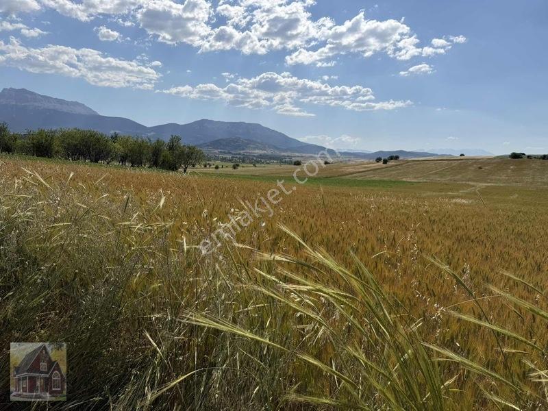 Kavak Mahallesinde Satılık Tarla — fotoğraf 4