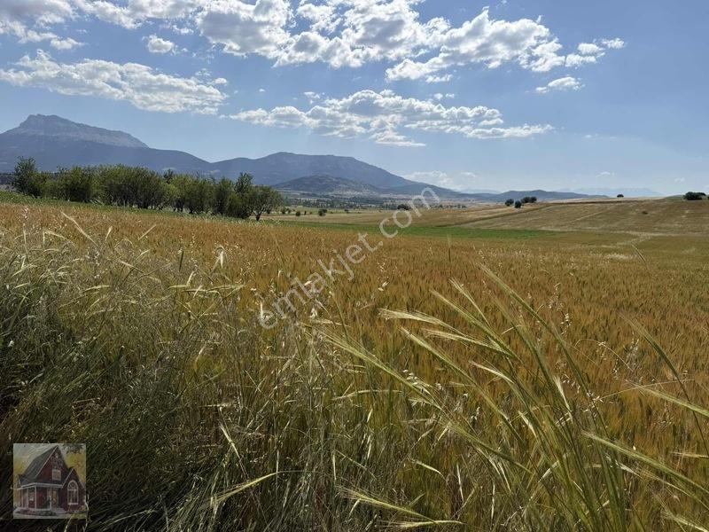 Kavak Mahallesinde Satılık Tarla — fotoğraf 5