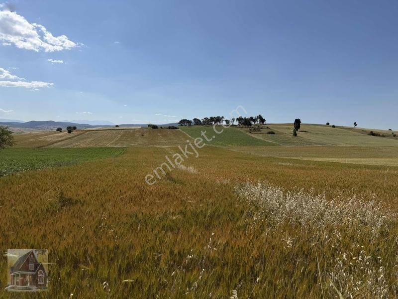 Kavak Mahallesinde Satılık Tarla — fotoğraf 15