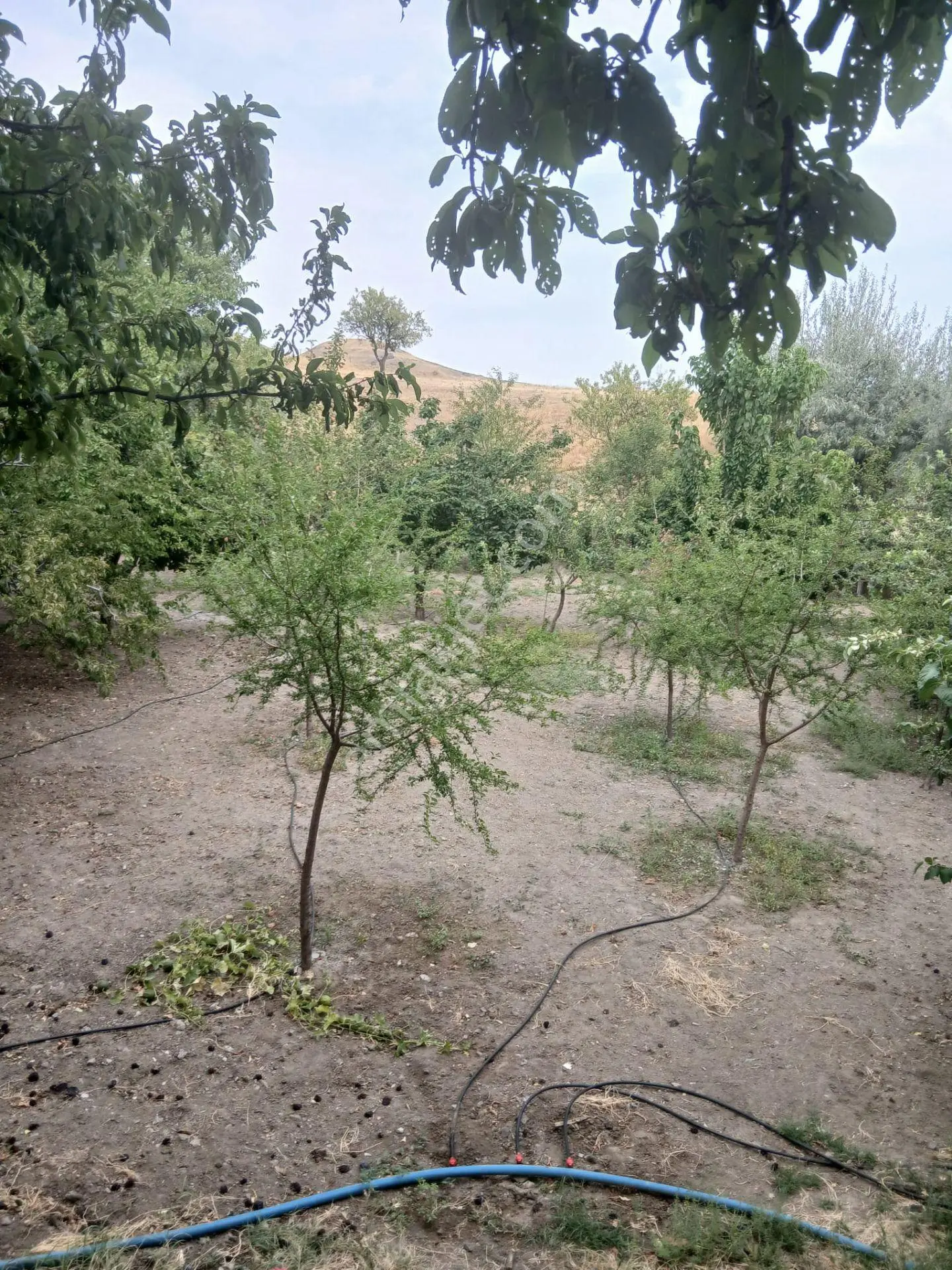 Elazığ Sedeftepe'de Satılık 5600 M² Meyve Bahçeli Bağ Evi — fotoğraf 4