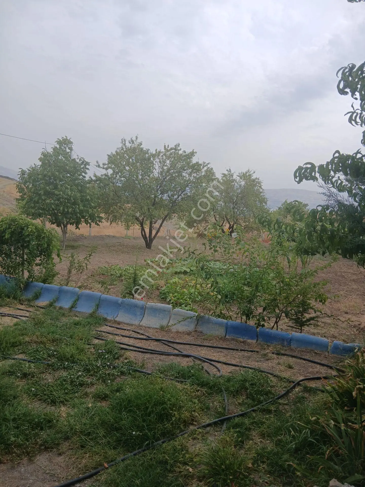 Elazığ Sedeftepe'de Satılık 5600 M² Meyve Bahçeli Bağ Evi — fotoğraf 5