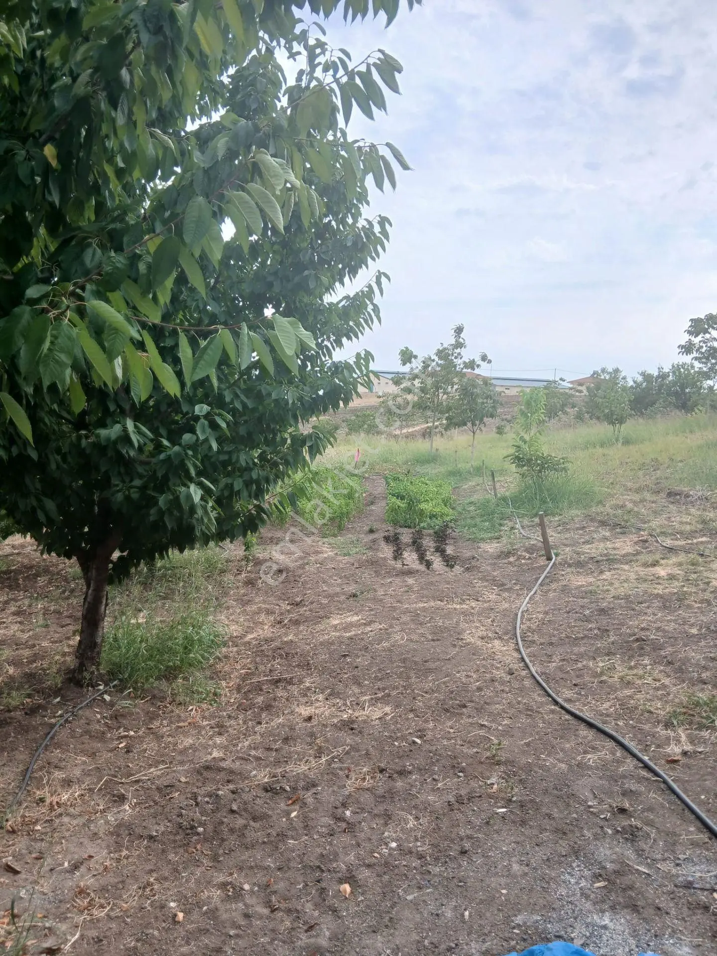 Elazığ Sedeftepe'de Satılık 5600 M² Meyve Bahçeli Bağ Evi — fotoğraf 6