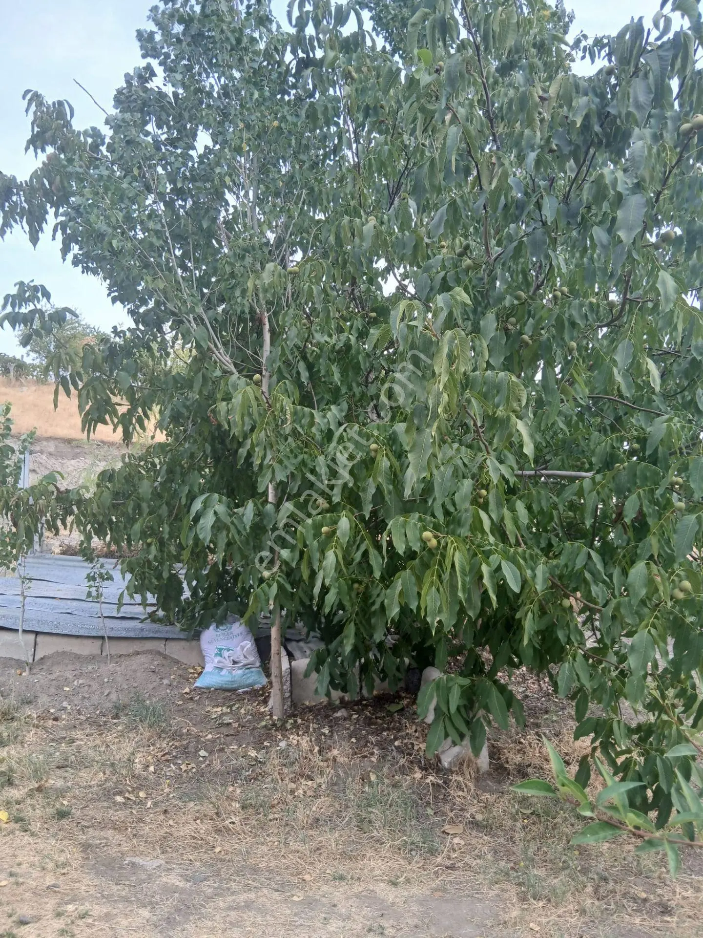 Elazığ Sedeftepe'de Satılık 5600 M² Meyve Bahçeli Bağ Evi — fotoğraf 11