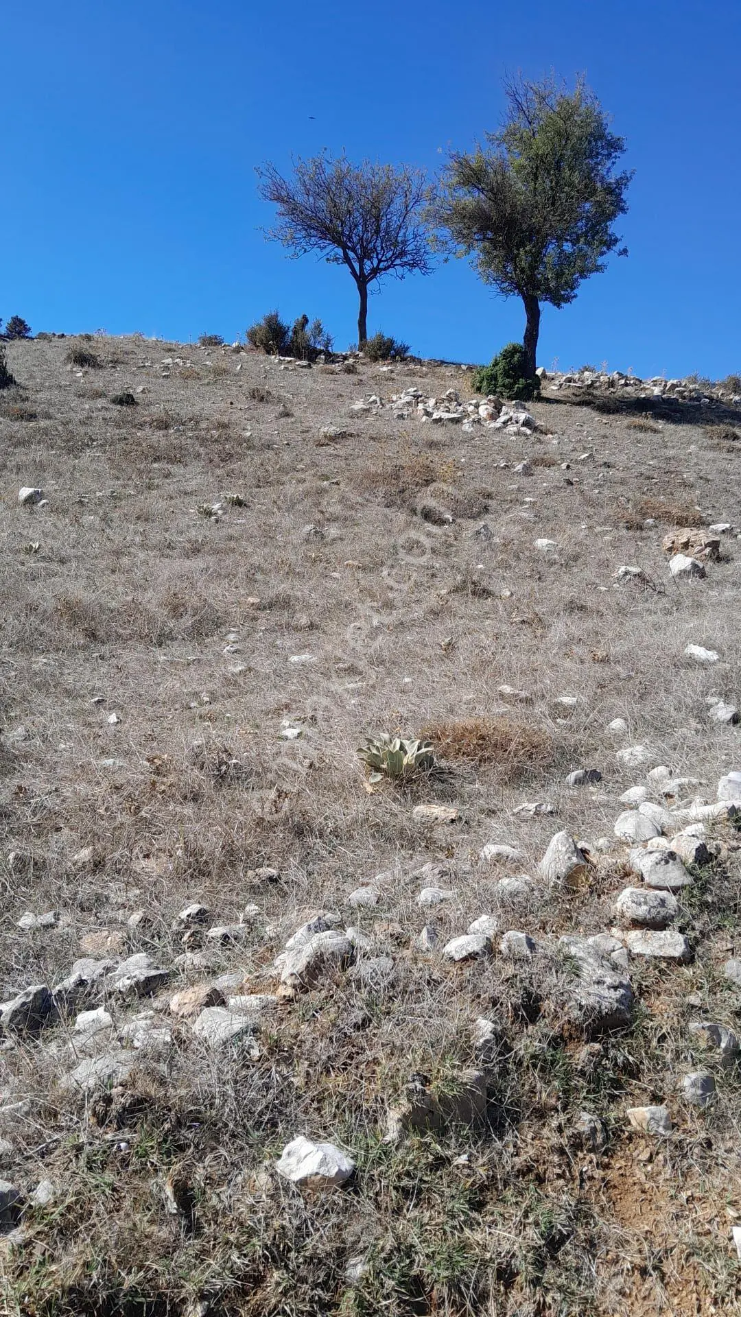 Seydikemer Yayla Ceylan'da Doğa Manzaralı 1550 M² Satılık Tarla — fotoğraf 10