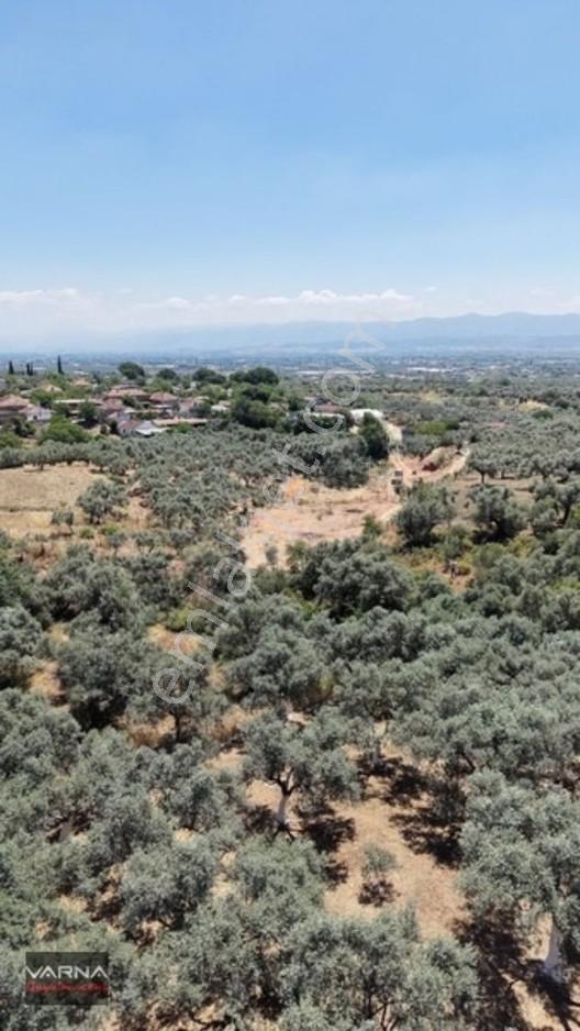 Bayındır 2100 M2 Müstakil Tapulu İcinde Zeytin Ağaclari Var