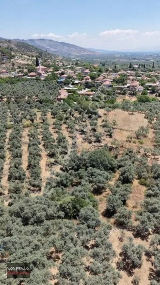 Bayındır 2100 M2 Müstakil Tapulu İcinde Zeytin Ağaclari Var — fotoğraf 2
