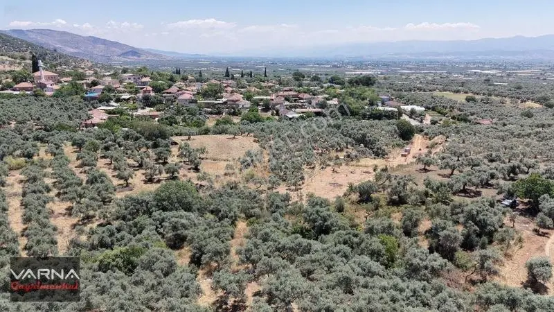 Bayındır 2100 M2 Müstakil Tapulu İcinde Zeytin Ağaclari Var — fotoğraf 3