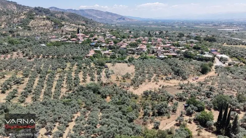 Bayındır 2100 M2 Müstakil Tapulu İcinde Zeytin Ağaclari Var — fotoğraf 4