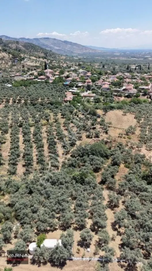 Bayındır 2100 M2 Müstakil Tapulu İcinde Zeytin Ağaclari Var — fotoğraf 5