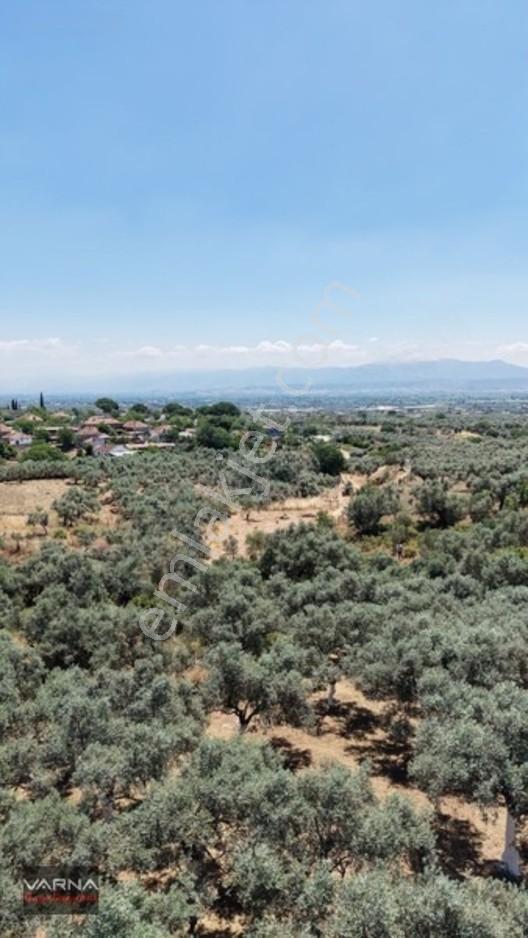 Bayındır 2100 M2 Müstakil Tapulu İcinde Zeytin Ağaclari Var — fotoğraf 6