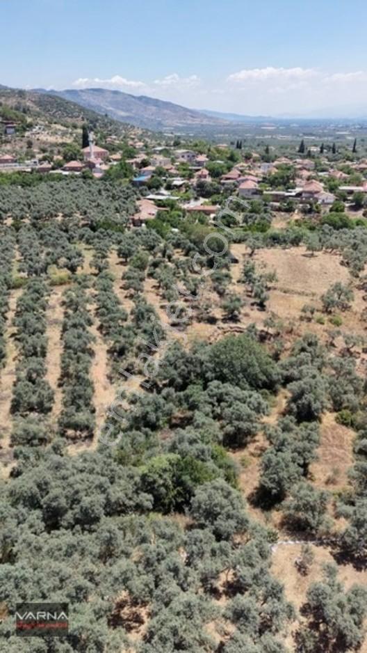 Bayındır 2100 M2 Müstakil Tapulu İcinde Zeytin Ağaclari Var — fotoğraf 7