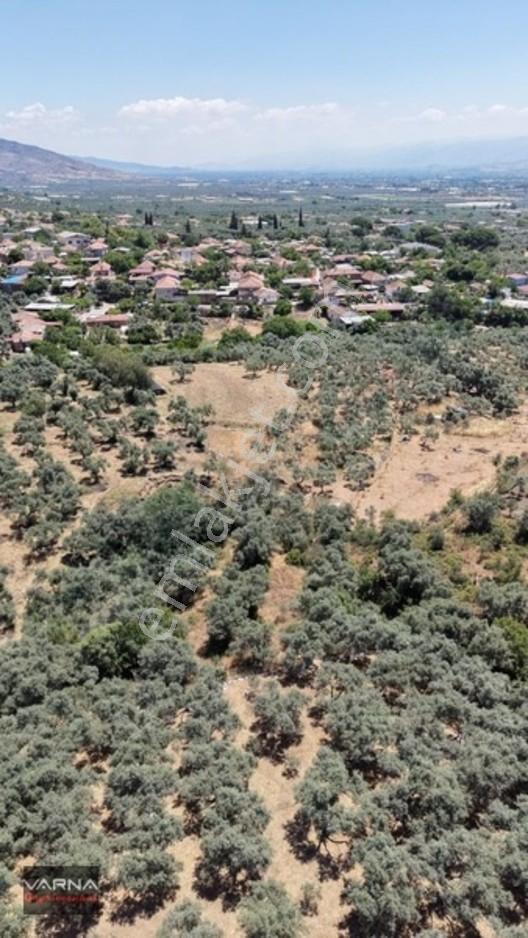 Bayındır 2100 M2 Müstakil Tapulu İcinde Zeytin Ağaclari Var — fotoğraf 8