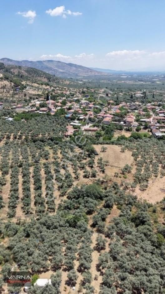 Bayındır 2100 M2 Müstakil Tapulu İcinde Zeytin Ağaclari Var — fotoğraf 9