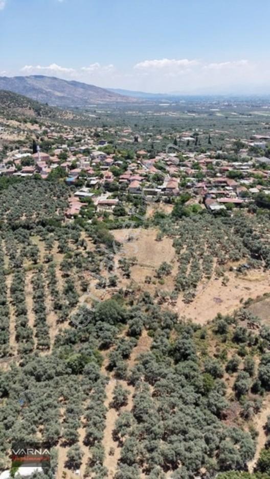 Bayındır 2100 M2 Müstakil Tapulu İcinde Zeytin Ağaclari Var — fotoğraf 10