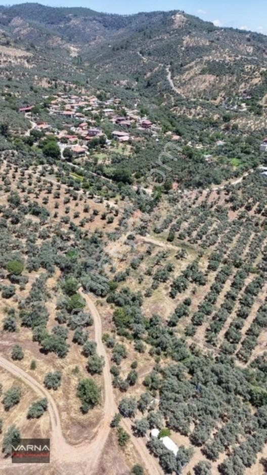 Bayındır 2100 M2 Müstakil Tapulu İcinde Zeytin Ağaclari Var — fotoğraf 11