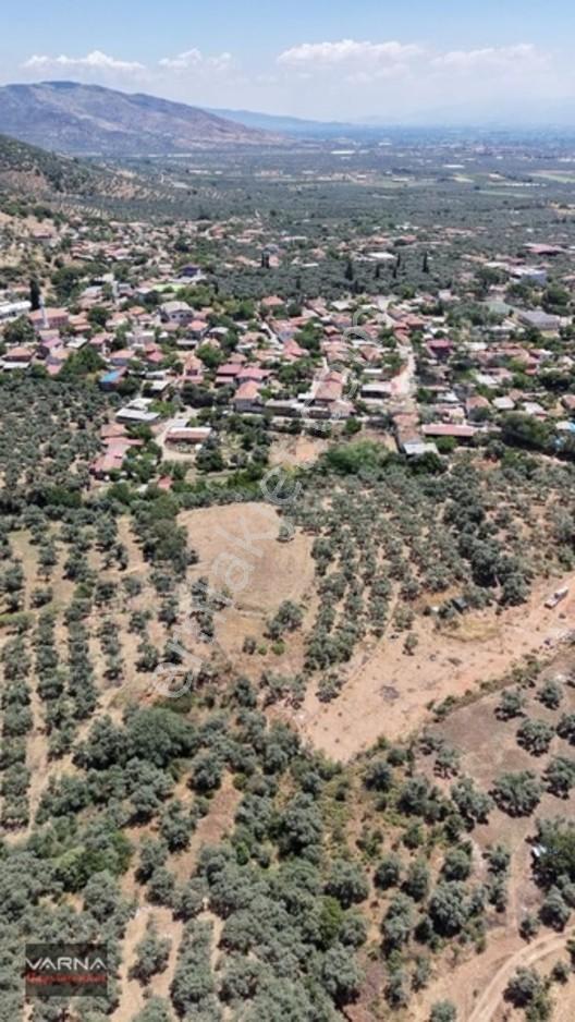 Bayındır 2100 M2 Müstakil Tapulu İcinde Zeytin Ağaclari Var — fotoğraf 12